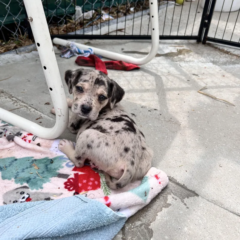 Harlow Huzzah thumbnail 5