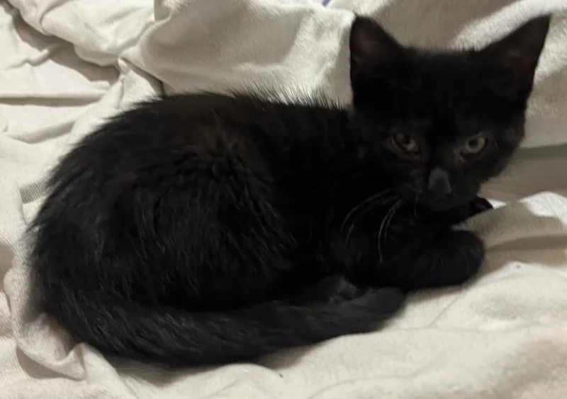 A baby medium-sized female Domestic Short Hair cat named Delilah for adoption in Cloquet, MN