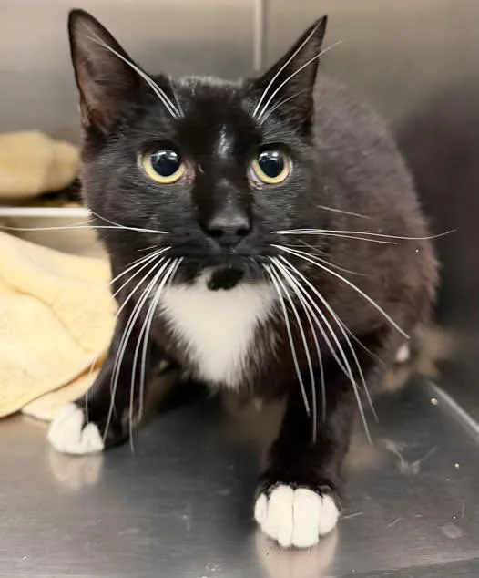 An adult medium-sized male Black & White / Tuxedo Domestic Short Hair cat named Cayenne for adoption in Amherst, VA