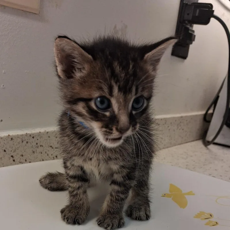 A baby small-sized male Brown / Chocolate Domestic Short Hair cat named Fire for adoption in Auburn, AL