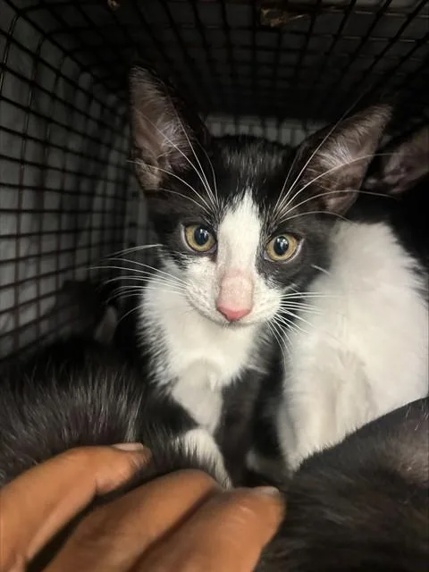 A baby small-sized male Domestic Short Hair cat named Hawk for adoption in Fort Lauderdale, FL