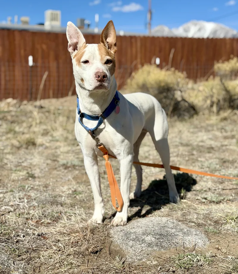 A senior medium-sized male White / Cream Pit Bull Terrier dog named Miller for adoption in Buena Vista, CO