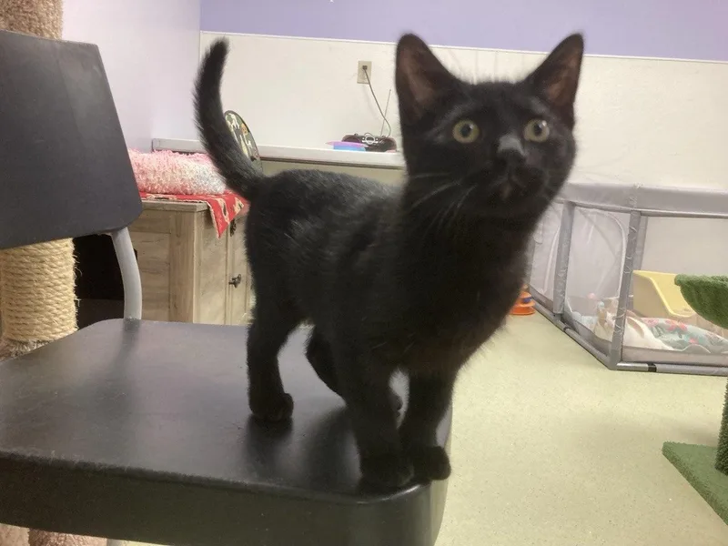 A baby small-sized female Black Domestic Short Hair cat named Dulcie for adoption in Cincinnati, OH