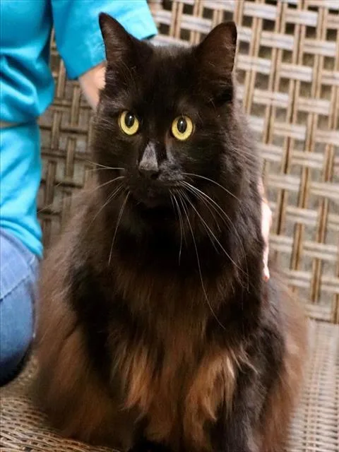 Artemis