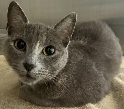 A young small-sized female Domestic Short Hair cat named Baby for adoption in Cincinnati, OH