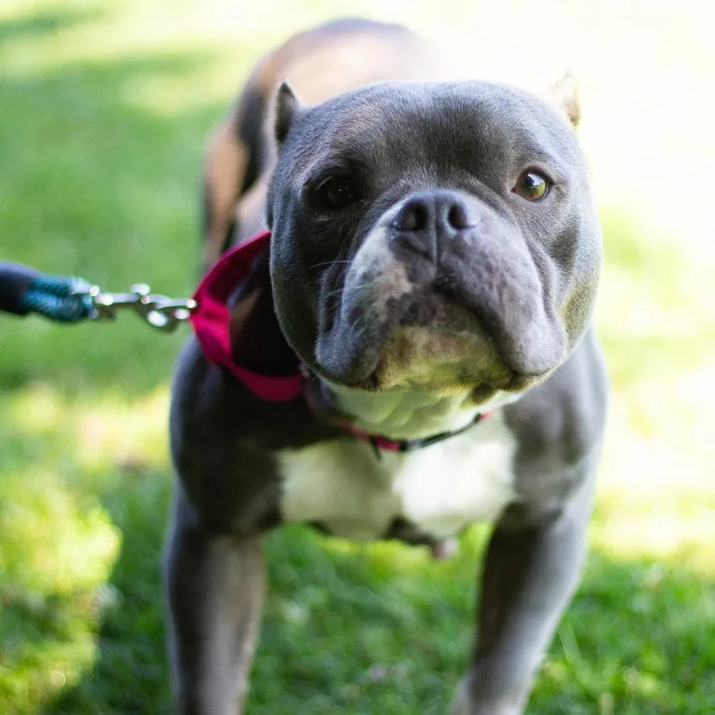 An adult small-sized female Pit Bull Terrier dog named Phoebe for adoption in Cumming, GA