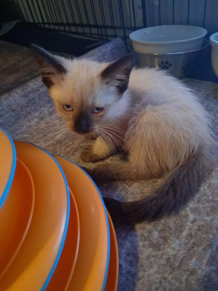 A baby small-sized male Domestic Short Hair cat named Hedson for adoption in Hudson, NH