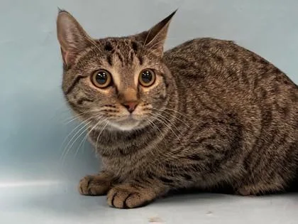 A young small-sized female Domestic Short Hair cat named Nami for adoption in Coon Rapids, MN