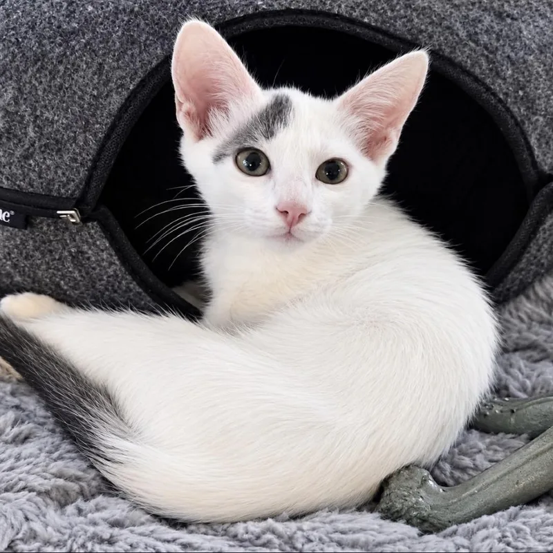 A baby small-sized male White Domestic Short Hair cat named Theodore the Tiger Tamer for adoption in Boerne, TX