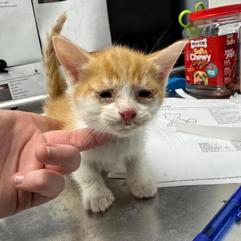 A baby small-sized male Orange / Red Domestic Short Hair cat named Morty for adoption in Birmingham, AL