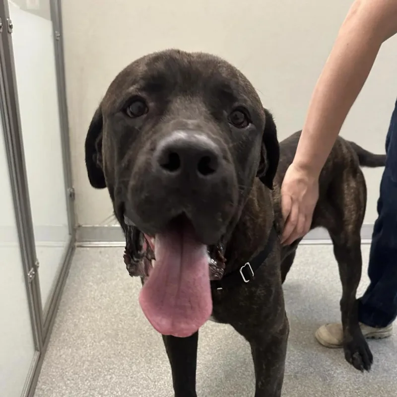 An adult large-sized male Brindle Mixed Breed dog named Titan for adoption in Hinsdale, IL