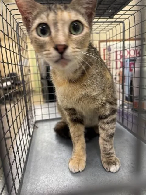 A young small-sized female Domestic Short Hair cat named Trixie for adoption in Fort Myers, FL