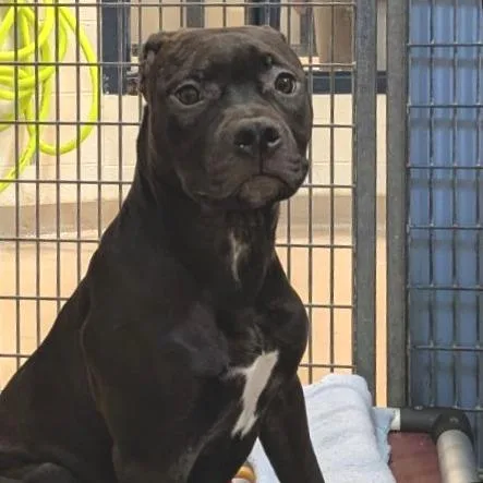 A baby medium-sized female Brown / Chocolate Mixed Breed dog named Harley for adoption in Fairport, NY