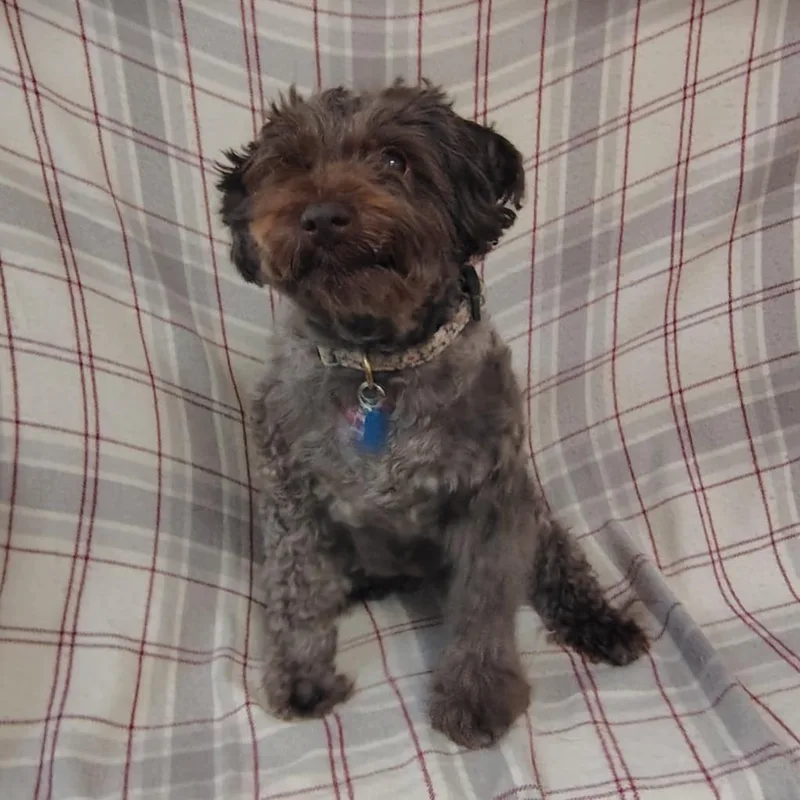 An adult small-sized female Black Schnauzer dog named Cookie for adoption in Coos Bay, OR