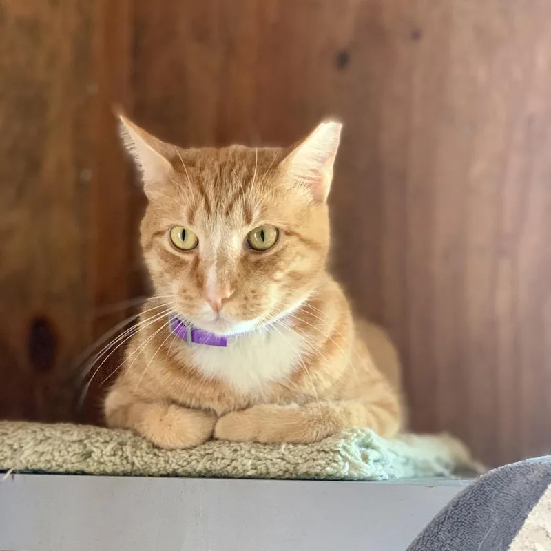 A senior extra large-sized male Orange / Red Domestic Short Hair cat named Oj for adoption in Freeport, FL