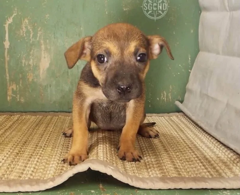 A baby small-sized female Sable Chihuahua dog named Rita for adoption in Lemont, IL
