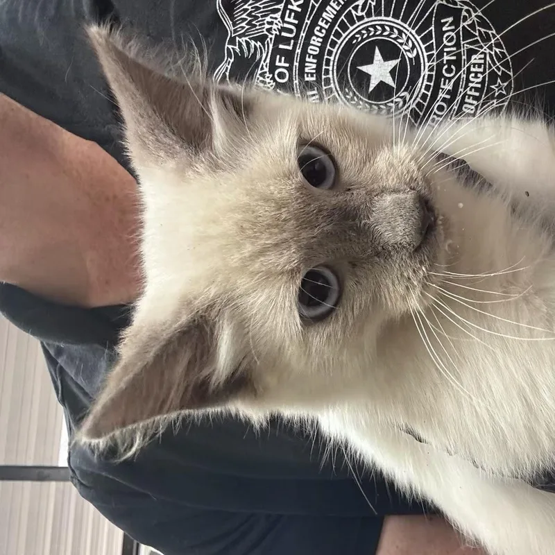A baby medium-sized male White Siamese cat named Guppy for adoption in Gainesville, VA