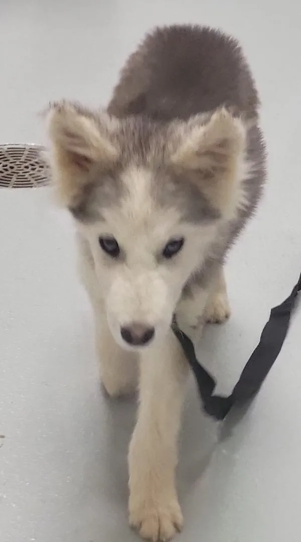 A baby small-sized male Siberian Husky dog named Nc Rex for adoption in Lawrenceville, GA