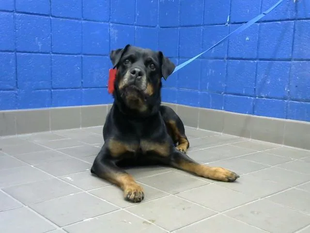 An adult large-sized female Rottweiler dog named Xena for adoption in Albuquerque, NM