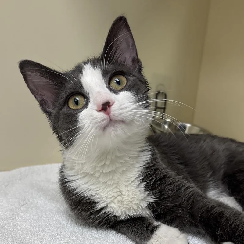 A young small-sized female Domestic Short Hair cat named Boop for adoption in Naperville, IL