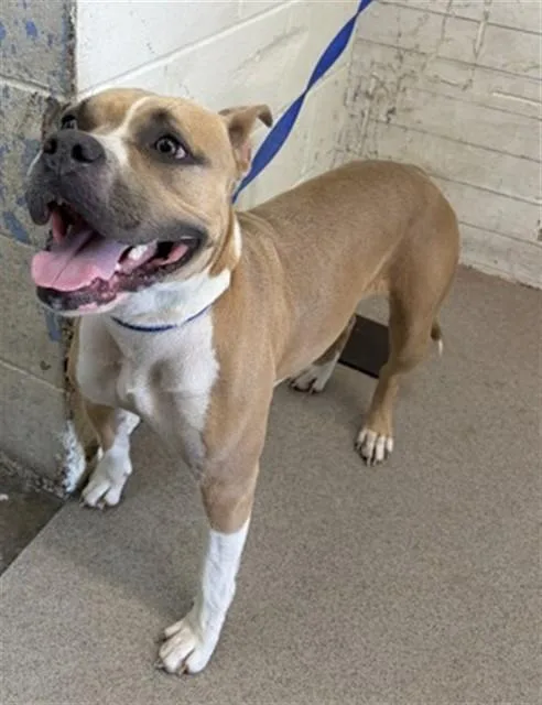 A young large-sized female Pit Bull Terrier dog named Trixie for adoption in San Bernardino, CA