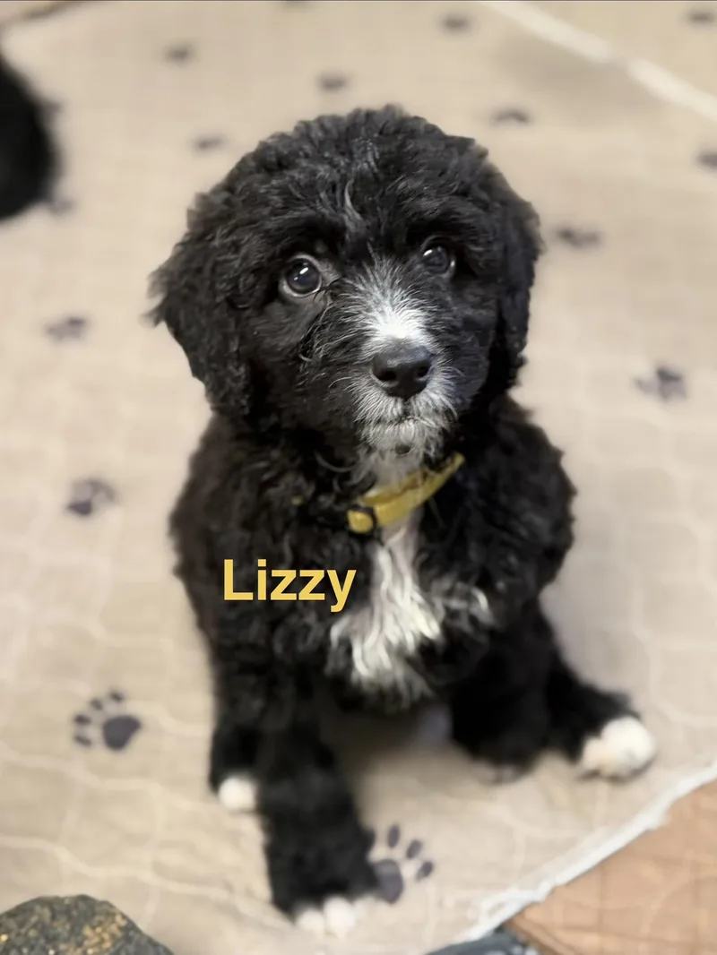 Lizzy thumbnail 4