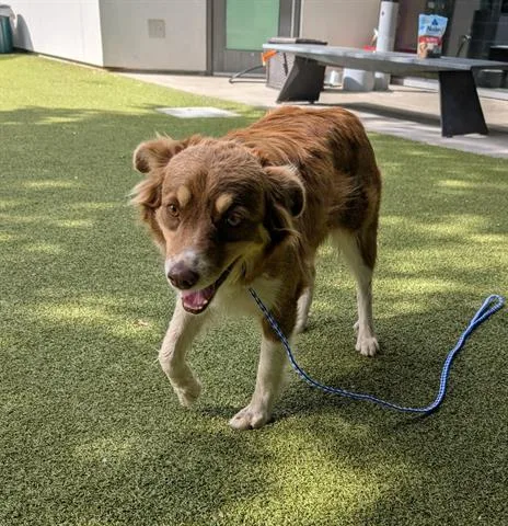 An adult medium-sized female Australian Shepherd dog named Cookie for adoption in San Martin, CA