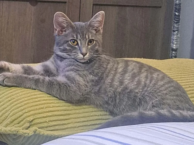 A young medium-sized female Gray / Blue / Silver Domestic Short Hair cat named Bella for adoption in Morgantown, WV