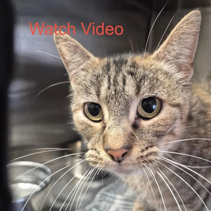 A young medium-sized female Gray / Blue / Silver Domestic Short Hair cat named Hiawatha for adoption in Kingman, KS