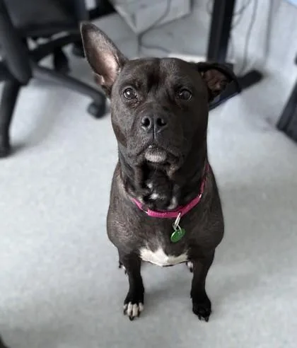 An adult large-sized female Mixed Breed dog named Ailena for adoption in Seattle, WA