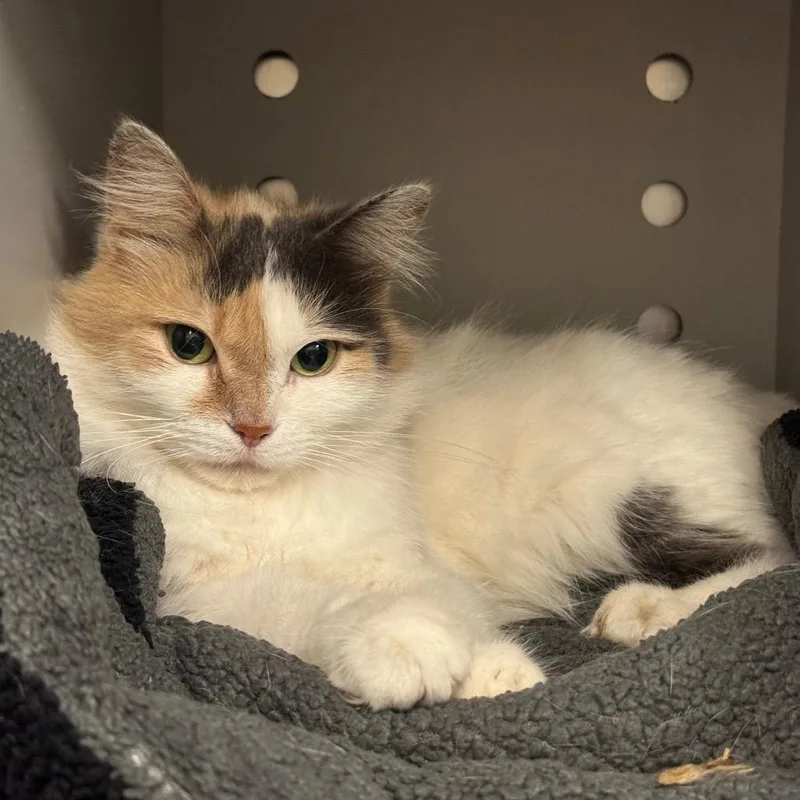 A young medium-sized female Calico Domestic Short Hair cat named Claire for adoption in Pekin, IL