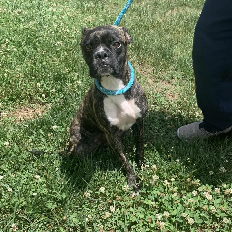 A young medium-sized male Brindle Mixed Breed dog named Mario for adoption in Mebane, NC