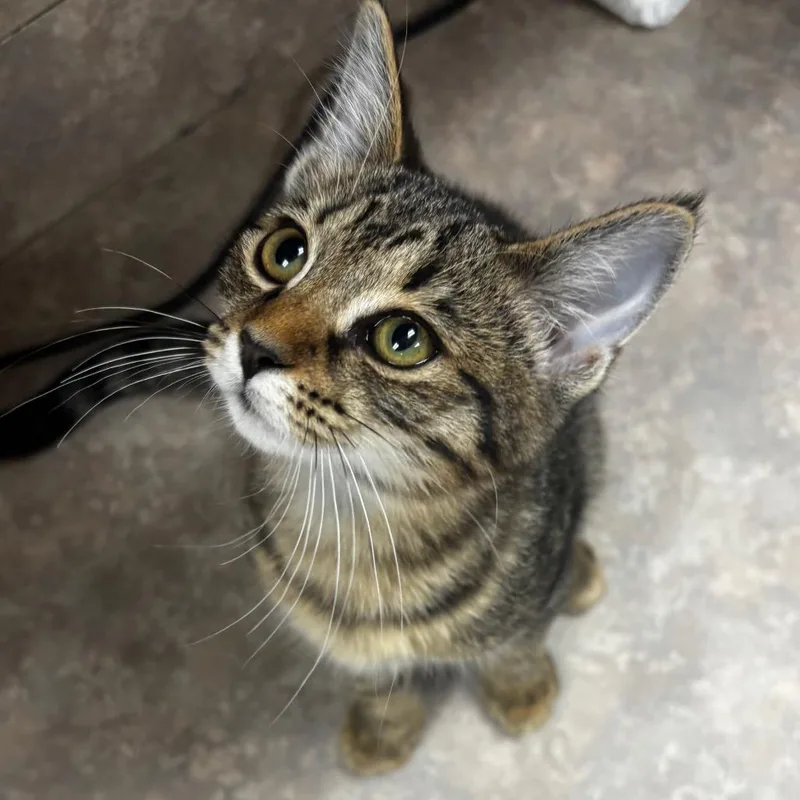 A baby small-sized female Black & White / Tuxedo Domestic Short Hair cat named Cloud for adoption in Birmingham, AL