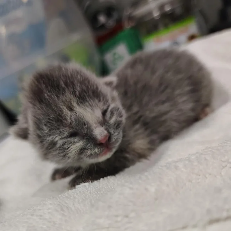 A baby small-sized female Gray / Blue / Silver Domestic Short Hair cat named Ruth for adoption in Springtown, TX