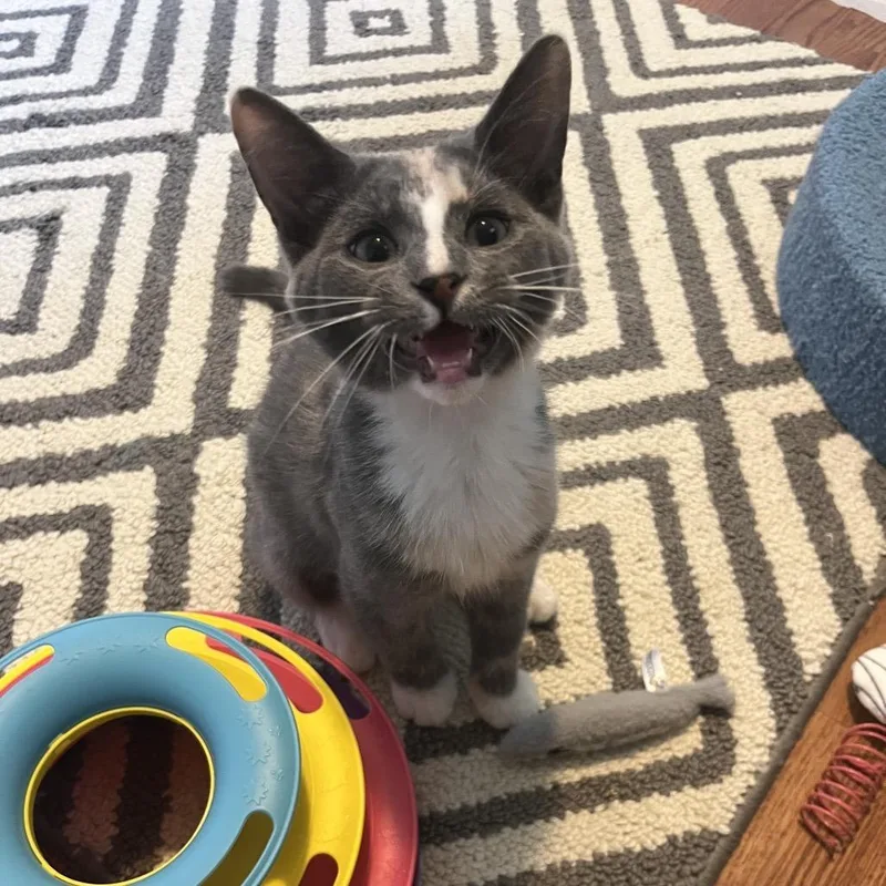 A baby medium-sized female Tortoiseshell Domestic Short Hair cat named Jolene for adoption in Gibsonia, PA
