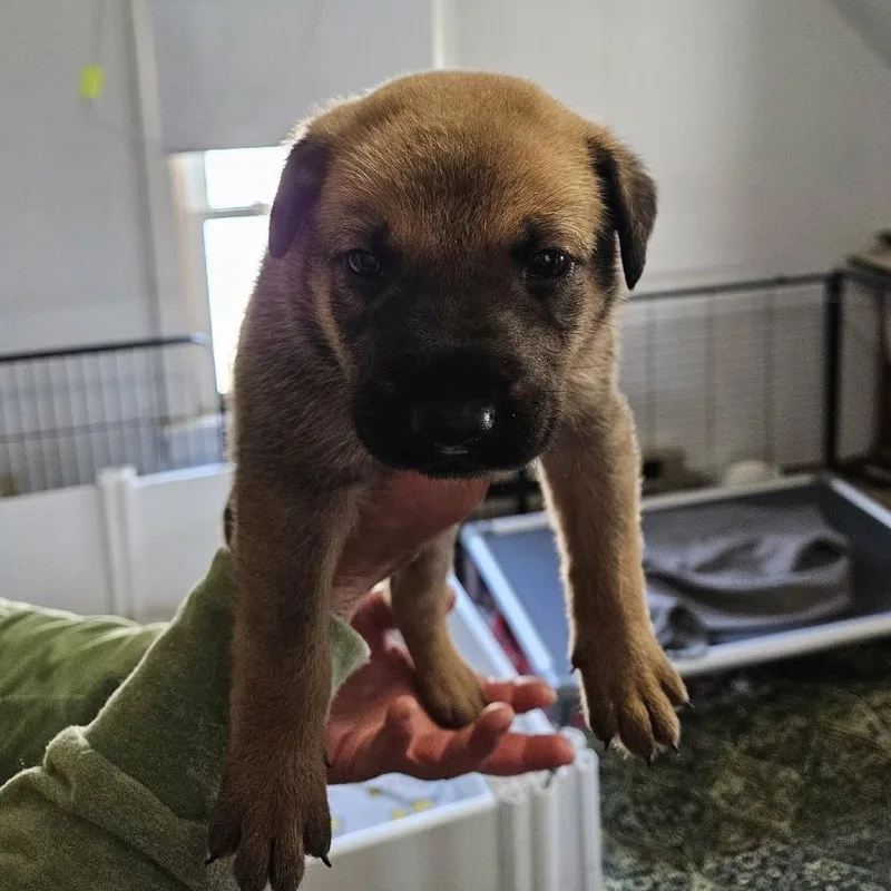 A baby medium-sized male Brown / Chocolate German Shepherd Dog named Samson for adoption in Alma, WI