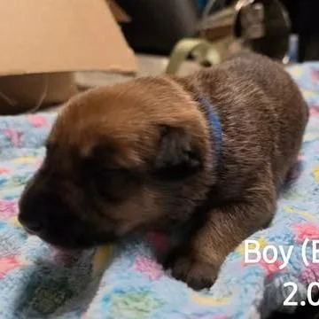 Samson thumbnail 2