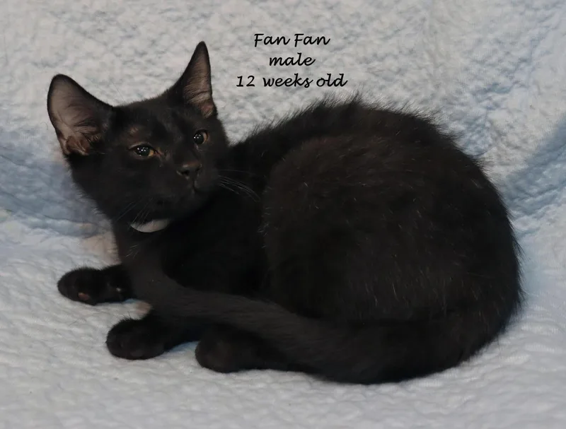 A baby medium-sized male Black Domestic Short Hair cat named Fan Fan for adoption in Euclid, OH