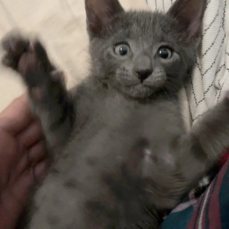 A baby small-sized male Gray / Blue / Silver Russian Blue cat named Xcross Buns for adoption in Austin, TX