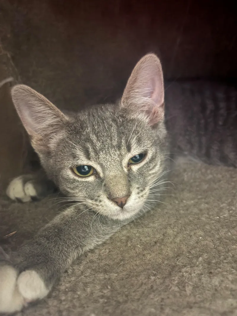 A baby small-sized male Tabby (Gray / Blue / Silver) Domestic Short Hair cat named Brad for adoption in Grass Valley, CA