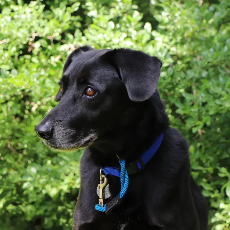 A senior large-sized male Mixed Breed dog named Midnight for adoption in Port Washington, NY