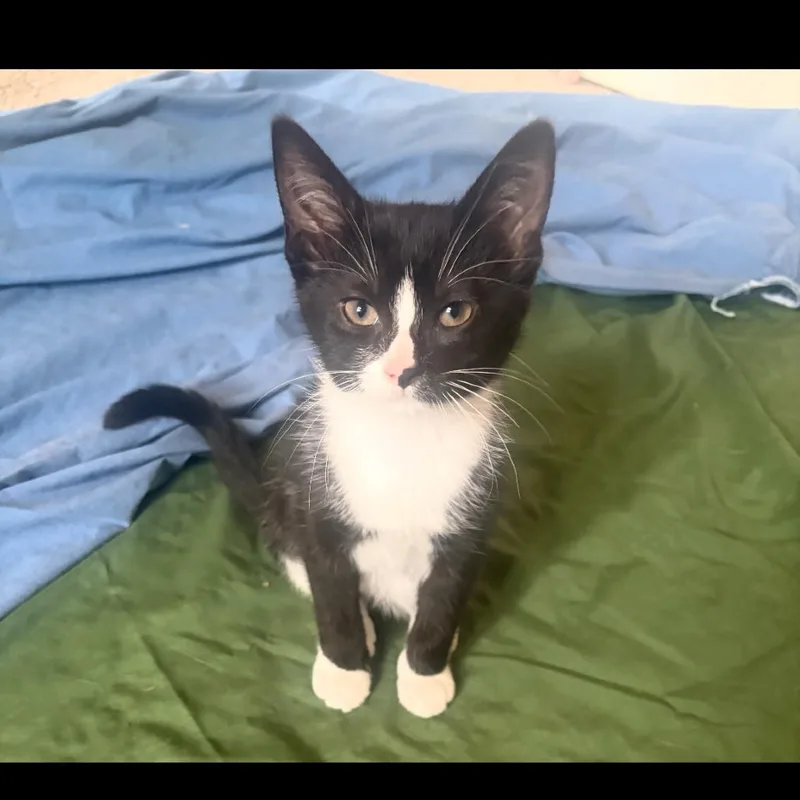 A baby small-sized female Black Domestic Short Hair cat named Merriweather for adoption in Ferndale, MI