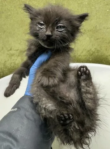 A baby small-sized female Domestic Short Hair cat named Prada for adoption in Riverside, CA