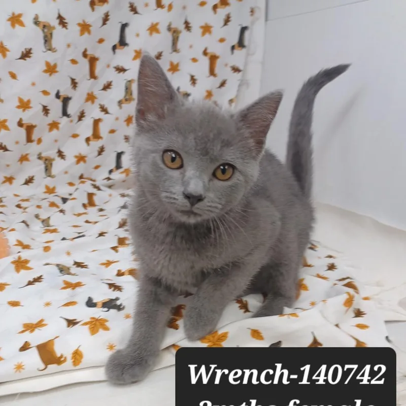 Wrench