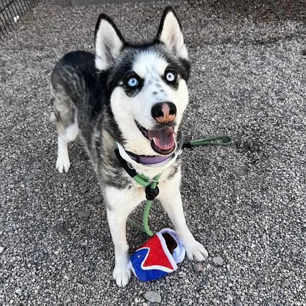 An adult large-sized female Siberian Husky dog named Dottie for adoption in Mesa, AZ