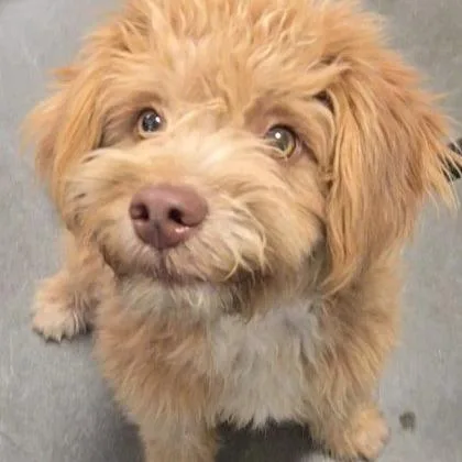 A young small-sized male Apricot / Beige Poodle dog named Odysseus for adoption in Fresno, CA