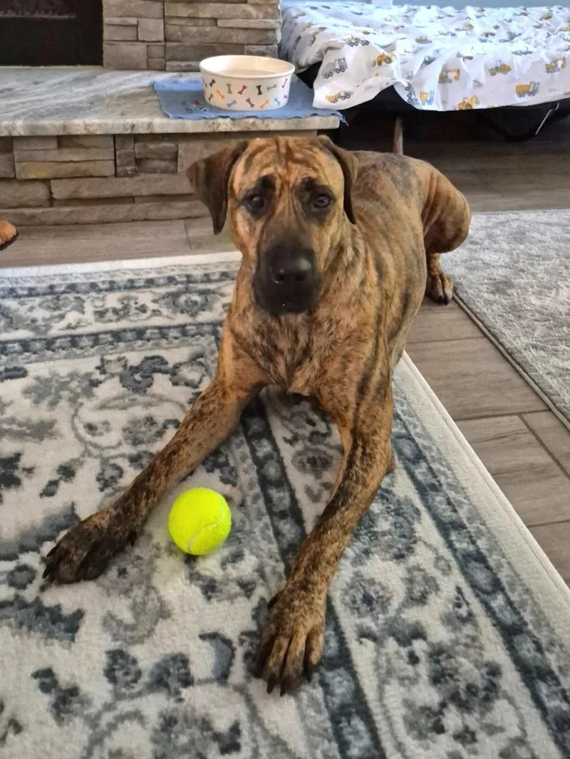 Jetta
