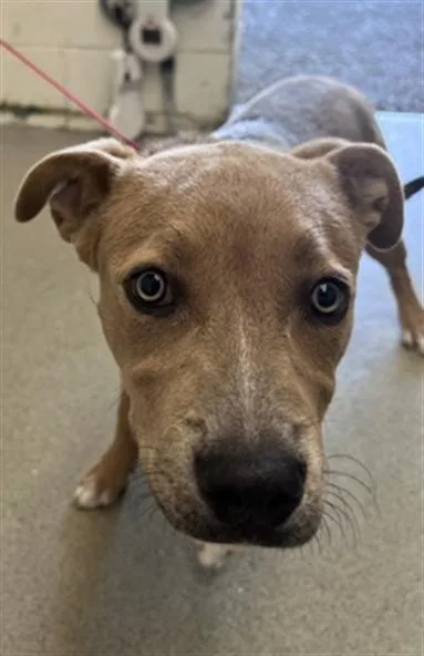 A young medium-sized female Pit Bull Terrier dog named Mckenna for adoption in San Bernardino, CA
