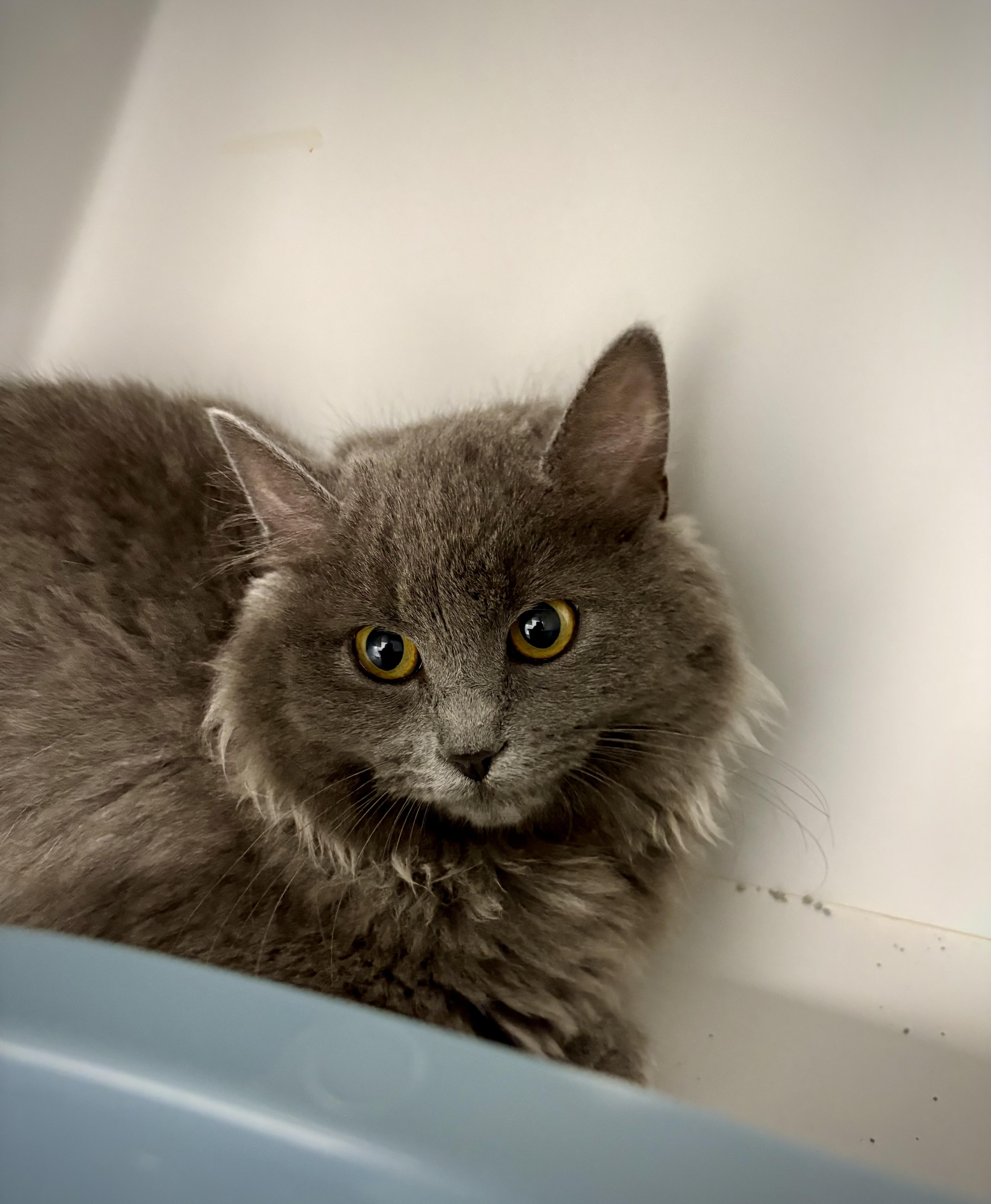 A baby medium-sized female Gray / Blue / Silver Domestic Long Hair cat named Alice for adoption in Kalamazoo, MI