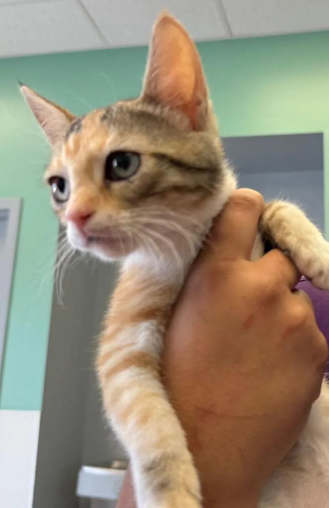 A baby small-sized female Domestic Short Hair cat named Delilah for adoption in Belton, TX